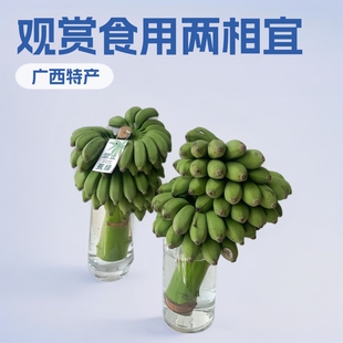 �㽶�k��������廨�[������ˮ���^�p��ֹ���Gֲ����ˮ����ʳ��