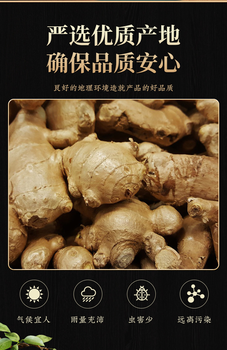 Brown Sugar Ginger Slices (Zingiber officinale) — Dried Ginger & Brown Sugar Tea Snack, 300g Jar overview