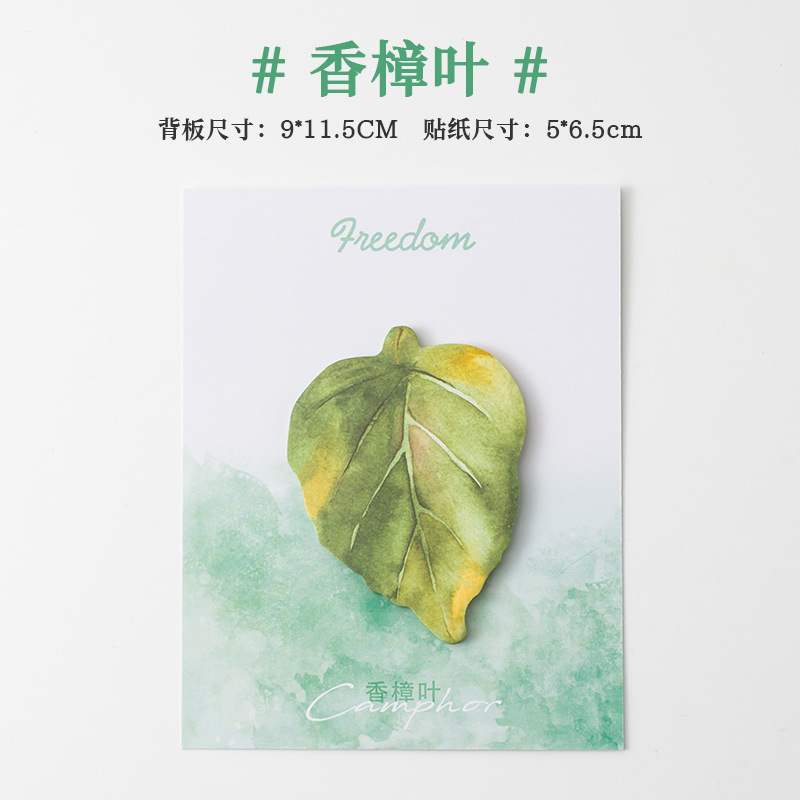 Cinnamomum camphora 잎 (30 장/책)