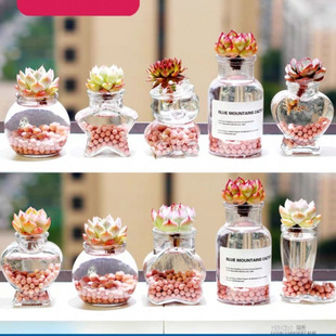 С̖���⻨ƿ͸����������ˮ�����Nֲ��������Ӽ��k����С�[��