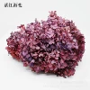Purple red gradient