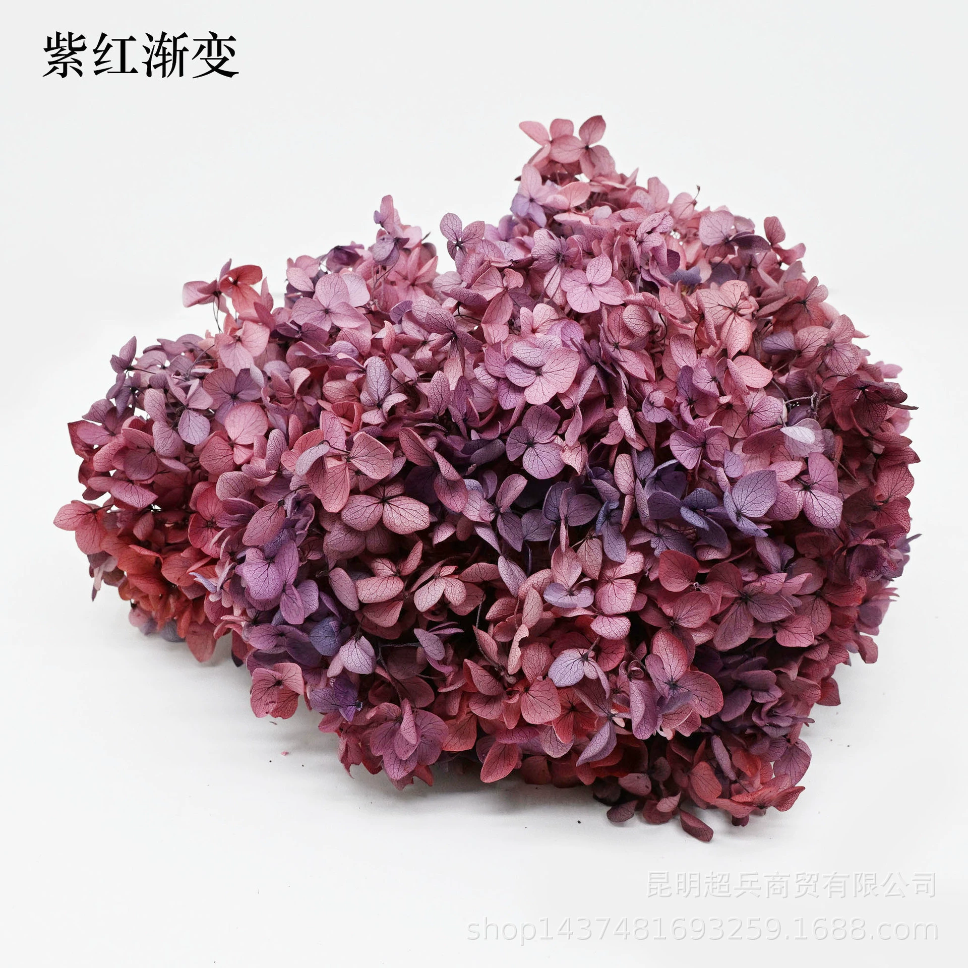 [Вечная Life Flower Hydrangea] Анна Градиентный цвет Лист Hydramid Книга цветов оптом DIY цветочная коробка материал для просмотра