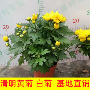 140���m�������S�հ׾����Ի���ֱ�N�ջ��������l��ɫ�S�C���b