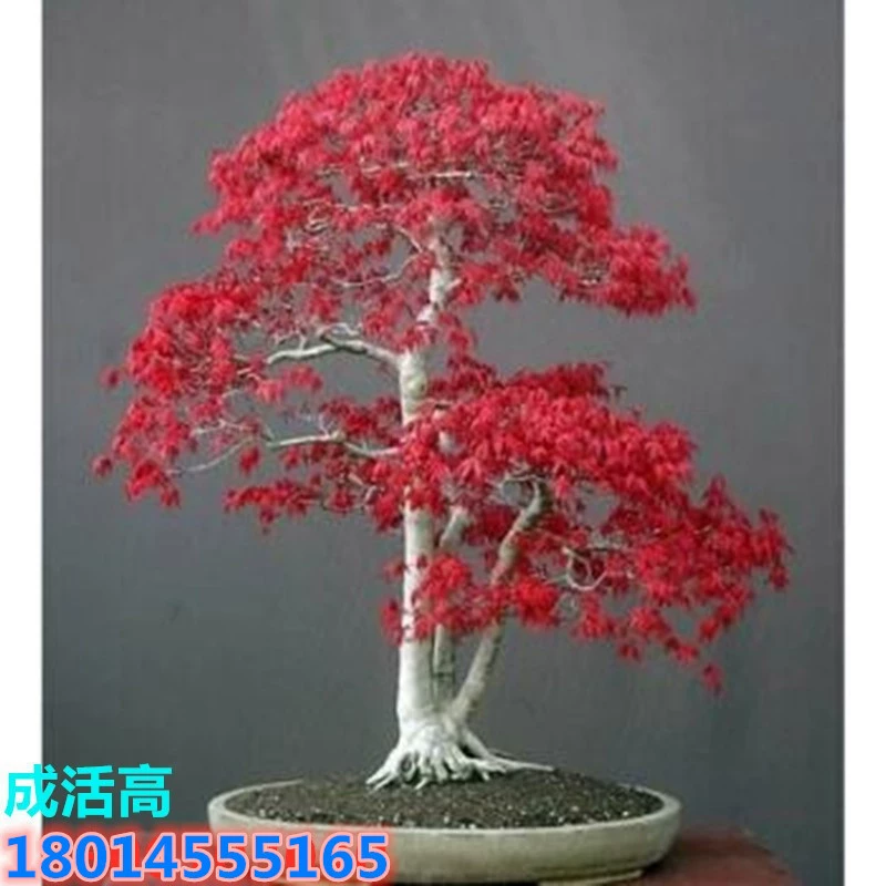 Оптовая Японский Красный Клен Рассада Бонсай Завод Четыре Сезона Без Лиственный Сад Китайский Красный Танцующая Девушка Рассада Перо Клен