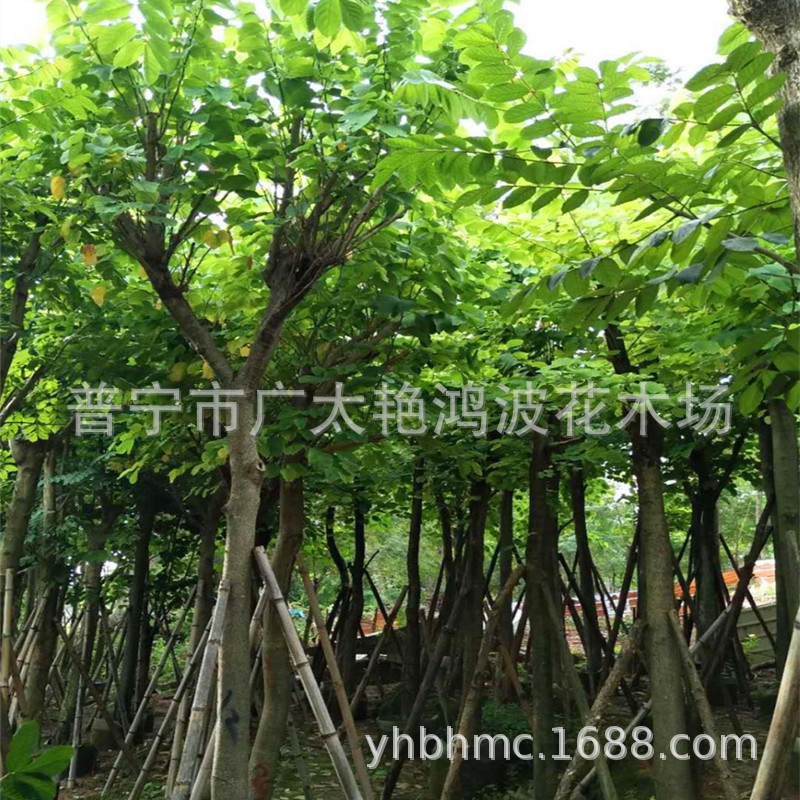 广东普宁艳鸿波花木假植苗羊蹄甲 洋紫荆 红花紫荆 福建绿化苗木