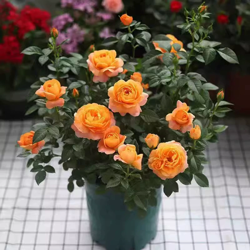 Розовые горшечные растения цветут в любое время года, кустарники, большие рассады, очень большие цветы, ароматные балконные цветочные растения во дворе, рассада роз.