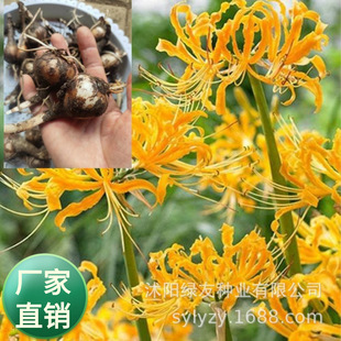 �S��ֱ�������N���S���t��ʯ��N������ɳ�A���Ե��ԾG���N�Ӵ�ȫ