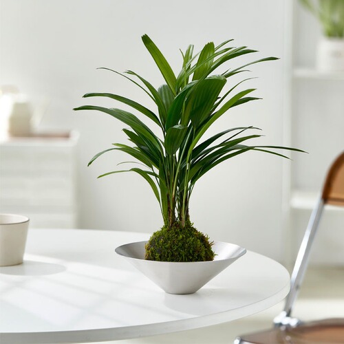 不锈钢碗绿植北欧风简约水培发财树客厅净化空气室内盆栽植物办公