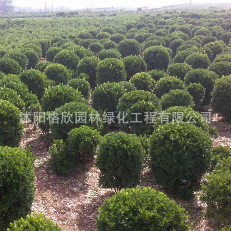 大叶黄杨球基地批发工程绿化苗木耐修剪灌木球四季常青行道冬青球