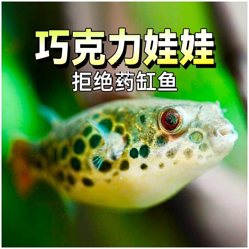 Chocolate Dollfish Ornamental Fish Freshwater Snail-Eating Fish Snail Removal Tool Fish Fry Submarine Tropical Small Pufferfish Chicken-Baited Fish