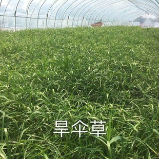 ˮ��ֲ��������lˮ������ˮ�����~��ˮ�����쾰ˮ�ີ����L܇��