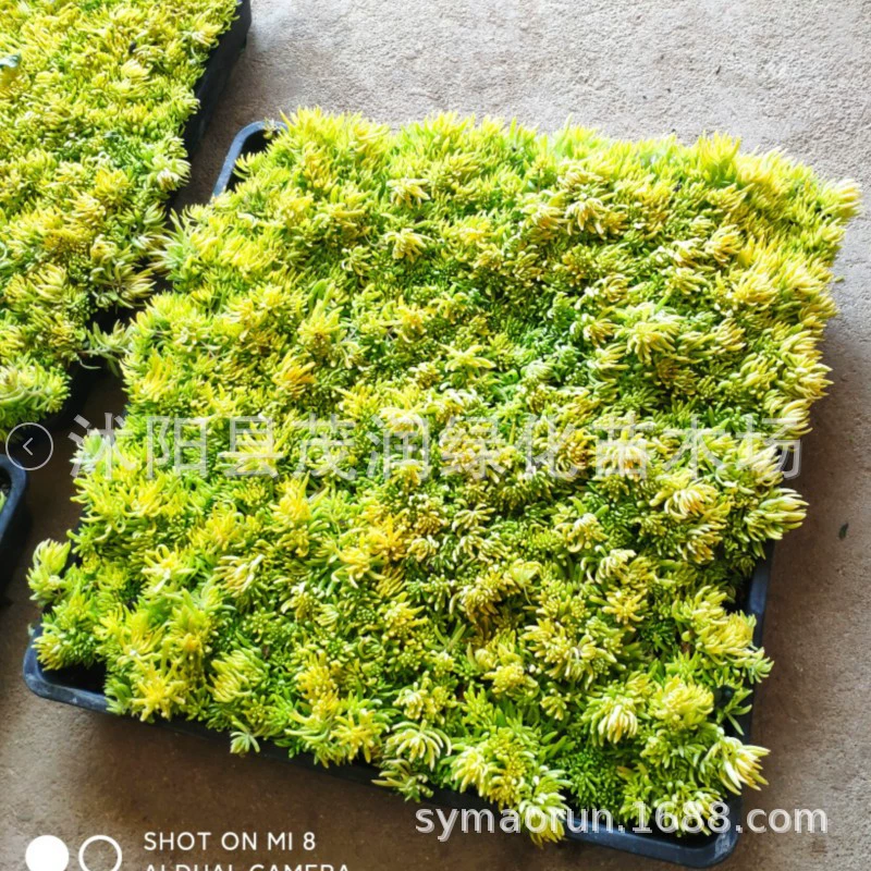 Оптовая продажа Golden Leaf Fenwort крыша озеленение изоляция ландшафтный дизайн Инженерные саженцы почвопокровные растения пробка саженцы в горшках саженцы