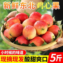 東北雞心果5斤裝特產小蘋果沙果海棠果水果新鮮整箱包郵飯后水果