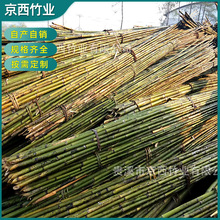 定制菜架竹 竹架桿 農用細竹桿種菜園粗干竹子