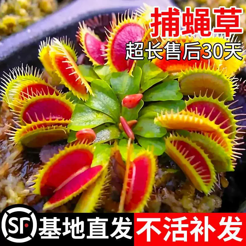 Очень большая венерианская ловушка для насекомых в горшке для детского сада, кувшинка, хищный цветок, гидропонное растение, зеленое растение, отпугивающее комаров.