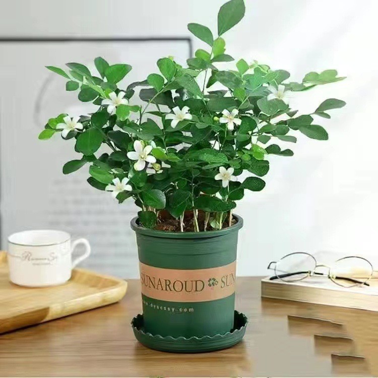 토양배양 [구리향 + 갤런분지]