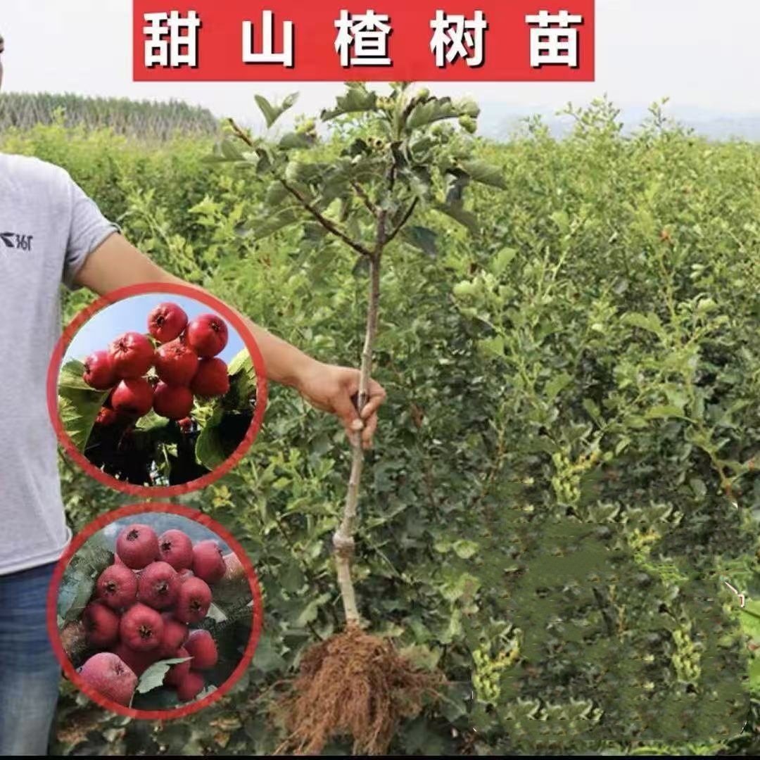 无籽特大果大五棱山楂树苗当年结果红果树苗红肉山楂树苗盆栽庭院