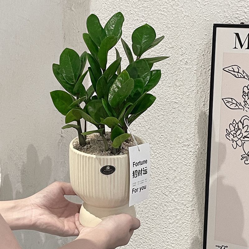 Bring in Wealth and Treasure Citrus Money Tree Office Green Plant Potted Plant Easy to Maintain Purifies the Air Opening and Moving Gifts