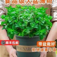 ���象�����Կ�ʳ�ô����҃���þGֲ�Ե����ļ����ֲ��؈�����~