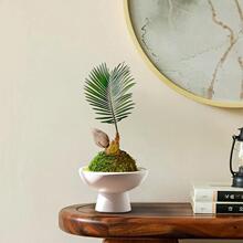 С�F�䌚��̦�\������ˮ��ֲ���K�F����̦�����бPȤζ���˺��B��