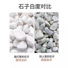 100斤纯天然白石子批发铺路小白色石头鹅卵石抛光造景庭院园林
