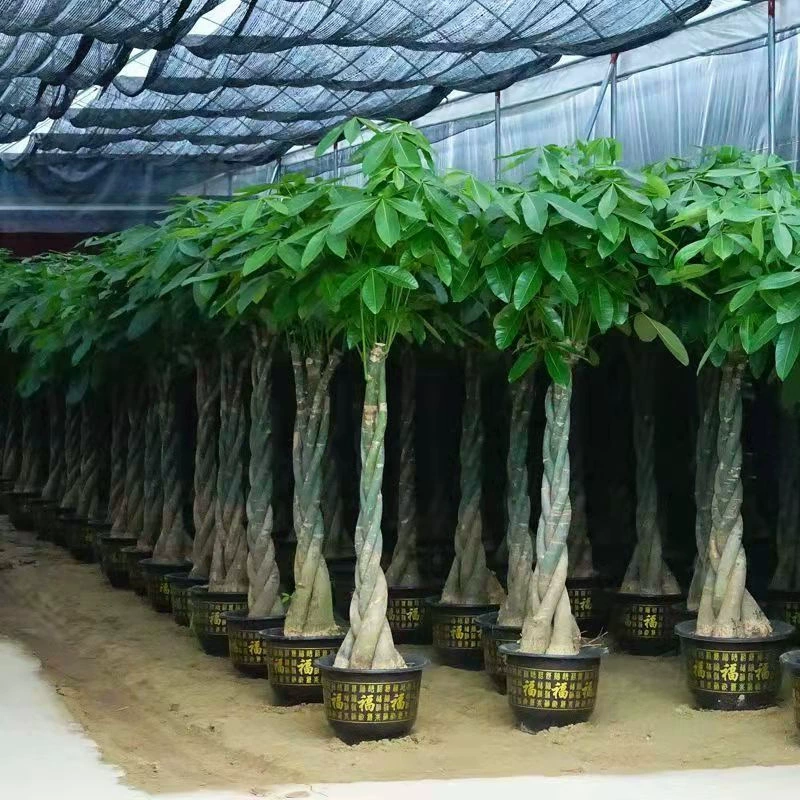 Fortune Tree Большая гостиная дерева Большое растение в горшке Большое зеленое растение Крытый офис Бонсай Новоселье Открытие растения с горшками и волосами