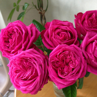 One-Piece Drop-Shipping Love Maze Rose Flower Seedlings Shrubs with Abundant Flowers in All Seasons Balcony Courtyard Potted Plants with Extra Large Flowers and Fragrance