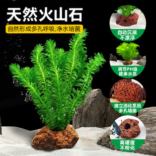 Aquarium Aquatic Plants Real Grass Landscaping Volcanic Stone Hydroponic Centipede Grass Negative Purification Water Quality Green Chrysanthemum Water Fig Package