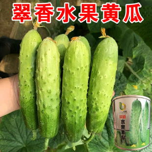 ���S�ϷN�Ӿ�Ʒ�F����ˮ���S�ϷN�Ӻ��S���Ѳˈ@���������߲˷N��