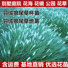 羽绒狼尾草苗杯苗袋苗观赏苗盆栽地栽多年生宿根植物白穗芒草
