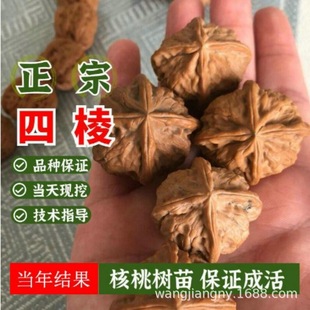 �޽����º������Ե����ϱ����Nֲ��Ƥ�������ͺ��߮a�׻��Y��