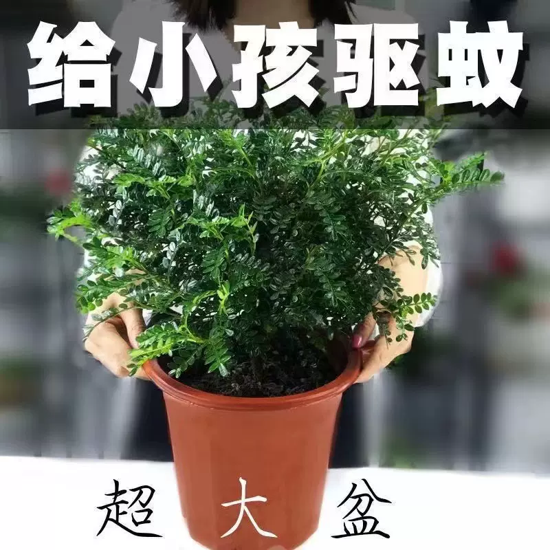 【驱蚊虫】清香木胡椒木盆栽植物盆景美化空气绿植花卉驱蚊草提神