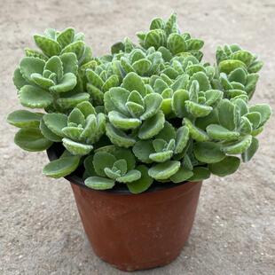Potted Rosemary Plant with a Hint of Fragrance, Mint Green Indoor Scented Flower for Balcony Mosquito Repellent, Aged Succulent
