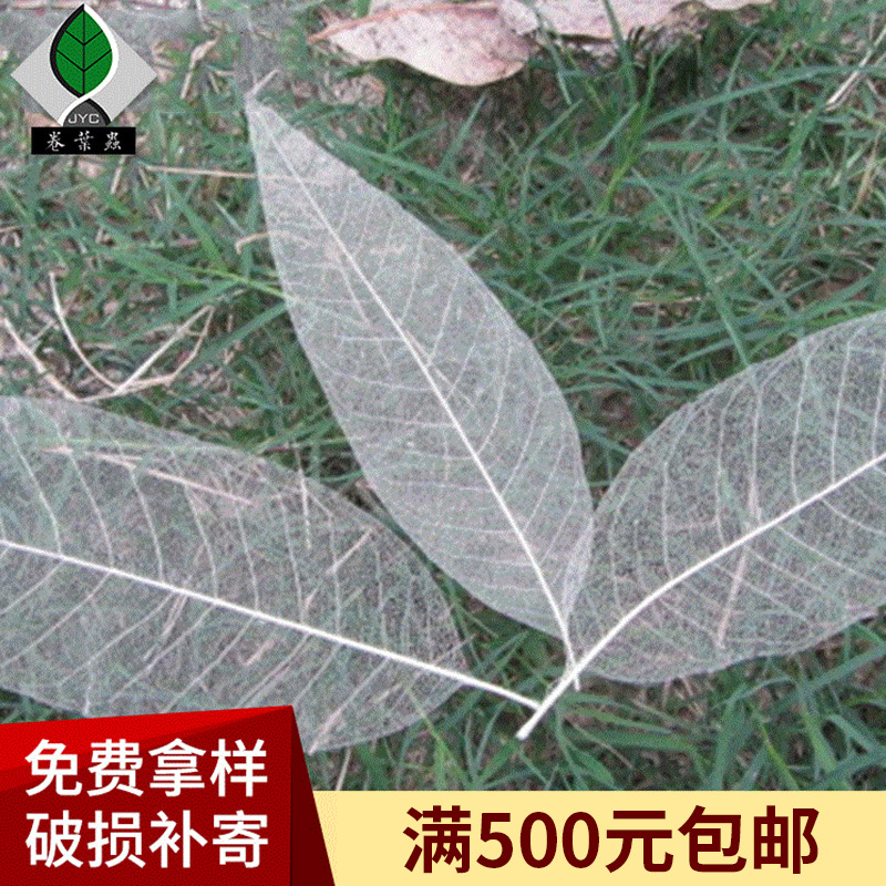 厂家供应 5-10厘米手工玉兰叶脉干花材料diy云南叶脉压花材料批发