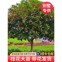 �𻨴����ԭ����𵤹���ԝ�����ͥԺ�e��ֲ���ͺ��ļ���G��