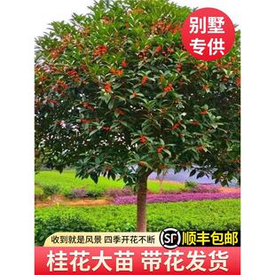 �𻨴����ԭ����𵤹���ԝ�����ͥԺ�e��ֲ���ͺ��ļ���G��