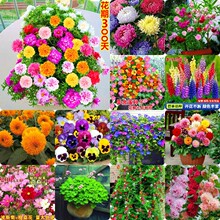 һԪ���N�Ӵ�ȫ�ذ껨�������׻��ļ����B�M����ֲ��̫ꖻ��҃���