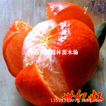 ���o�t���Ә��������ǽ����ϱ����Nֲ�۽���������٘���ɰ������