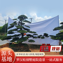 中式禅意精品罗汉松庭院景观树造型树盆栽老桩大树特殊造型迎客松