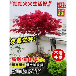 �ձ��ļ��t������t�輧�����ͺ����~�辰����ͥԺ�G���L����ֲ��