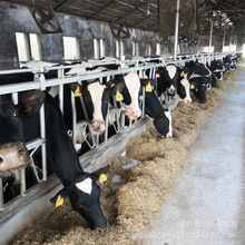 荷斯坦奶牛哪里有卖奶牛的农村养殖肉牛鲁西黄牛价格