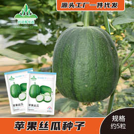 台湾苹果丝瓜种子圆型青苹果肉丝瓜种籽绿皮瓜果菜瓜水瓜菜籽种孑