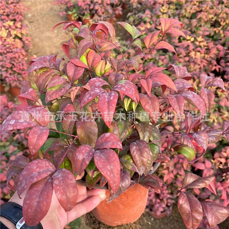 火焰南天竹现货供应宿根花卉南天竹小苗网红花海制造 种苗花卉网