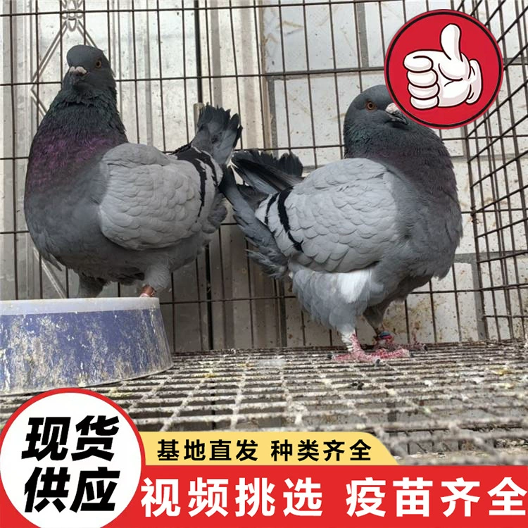 Цена на голубей King Pigeon White Feather 2024 года. Какие породы голубей доступны для продажи? Американский напольный голубь King Pigeon, квадратный голубь.