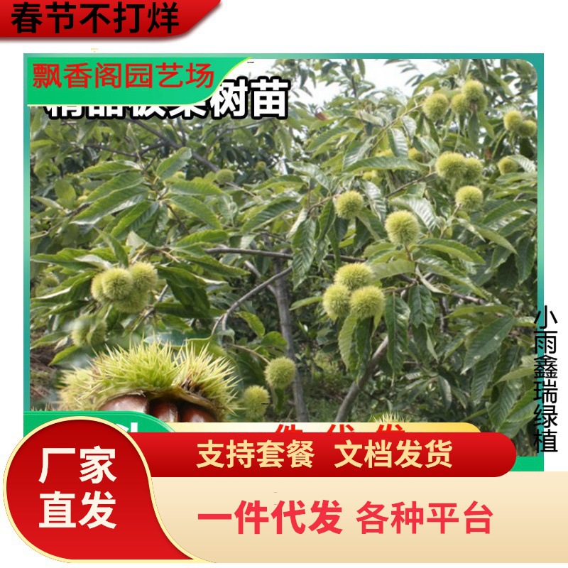 批发2米栗子苗大红袍嫁接板栗苗九家种栗子苗华光嫁接板栗苗