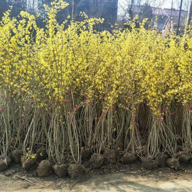 Зимний Жасмин форзиция бонсай зеленое растение горшечный сад рассада растение зимний жасмин рассада цветок рассада желтый тигр рассада