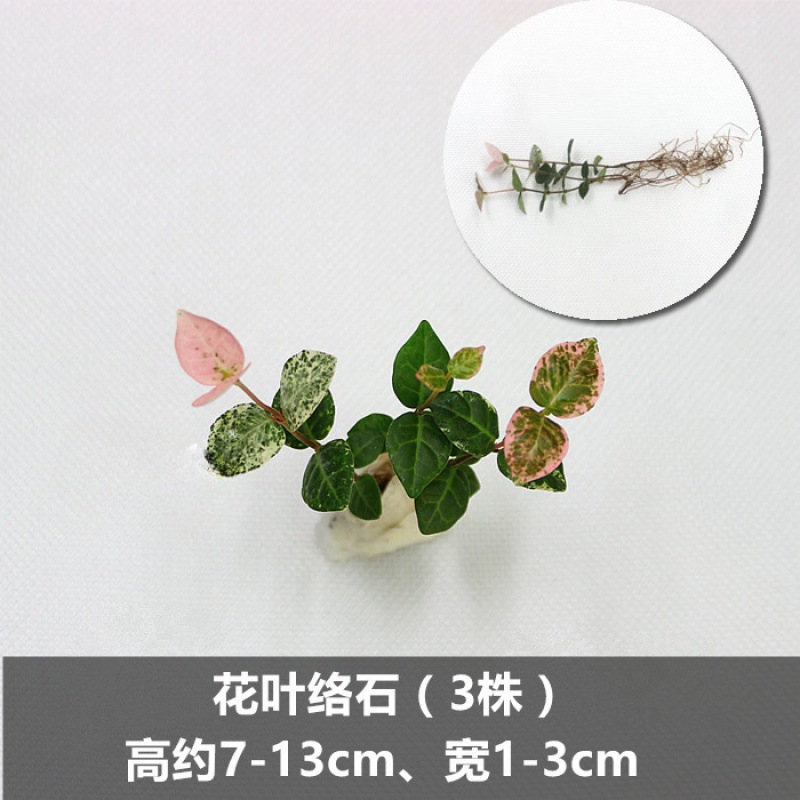 모자이크 돌 (3 균주)