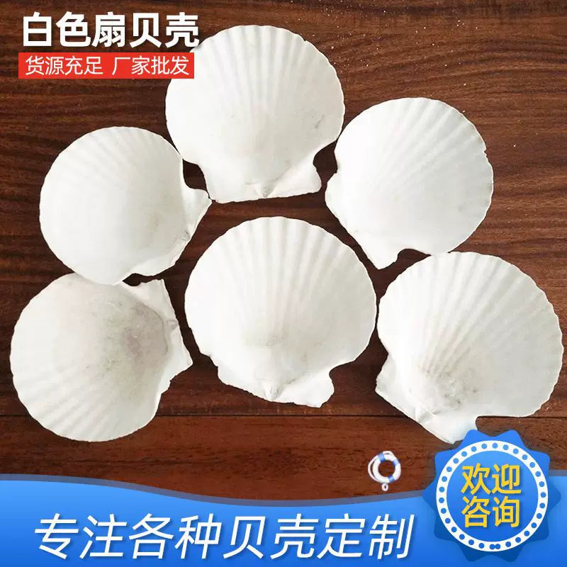 天然白色大号夏威夷扇贝壳海螺绘画工艺品原料扇贝壳造景摆件贝壳