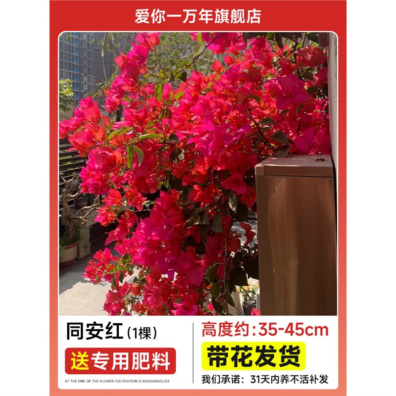 부겐빌레아 : 동안홍대모종 [꽃과 함께 배송] + 비료