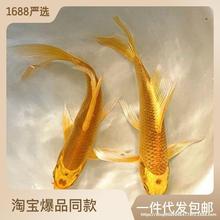 金鱼活鱼黄金锦鲤鱼鱼龙凤锦鲤好养耐活冷水观赏鱼小鱼苗锦鲤